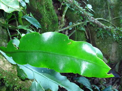 Epiphyllum oxypetalum