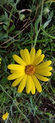 Calendula suffruticosa