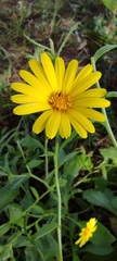 Calendula suffruticosa