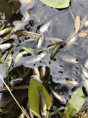 Nannoperca australis