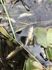 Nannoperca australis