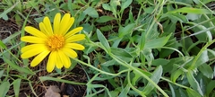 Calendula suffruticosa