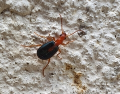 Brachinus sclopeta