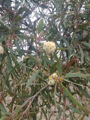 Eucalyptus odorata