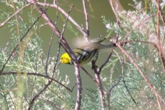 Setophaga townsendi × occidentalis