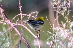 Setophaga townsendi × occidentalis