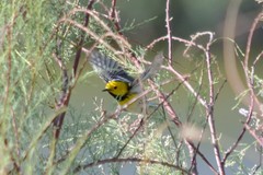 Setophaga townsendi × occidentalis