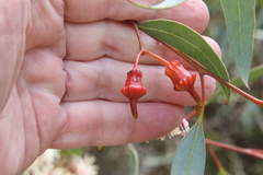 Eucalyptus torquata