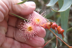 Eucalyptus torquata