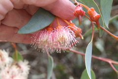 Eucalyptus torquata