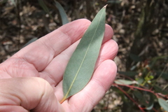 Eucalyptus torquata