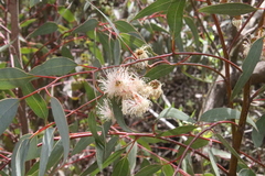 Eucalyptus torquata