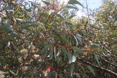 Eucalyptus torquata