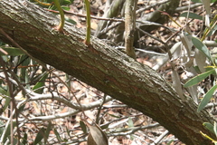 Eucalyptus torquata