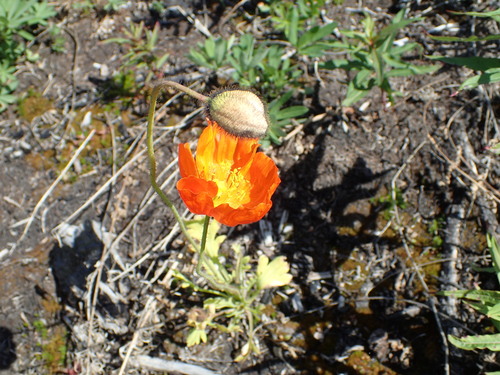 Papaver nudicaule