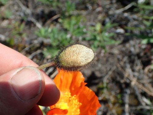 Papaver nudicaule