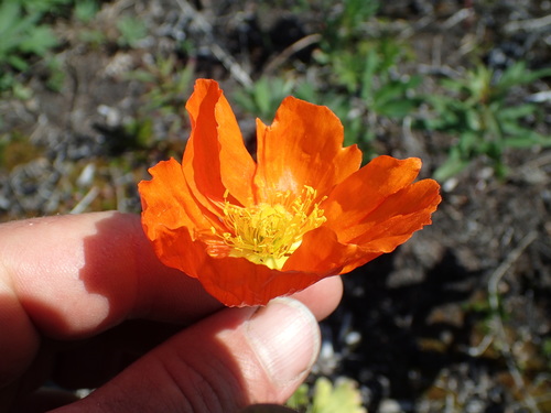 Papaver nudicaule