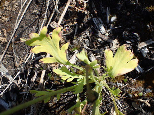 Papaver nudicaule