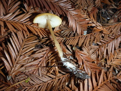 Caulorhiza umbonata image