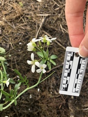 Cardamine penduliflora