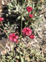Eriogonum grande