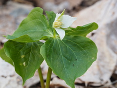 Trillium tschonoskii