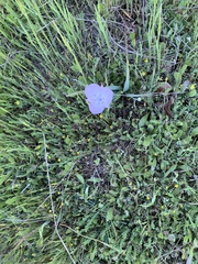 Calochortus uniflorus