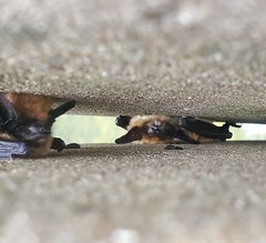 Myotis leibii