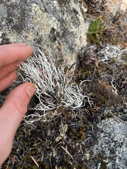 Thamnolia vermicularis