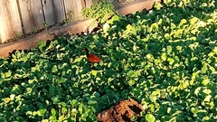 Jacana jacana