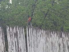 Cardinalis cardinalis