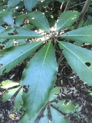 Pseudopanax arboreus