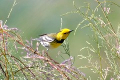 Setophaga townsendi × occidentalis