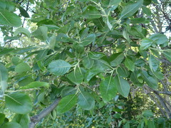 Salix glauca