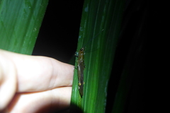 Copiocera specularis
