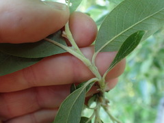 Salix glauca