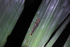 Copiocera specularis