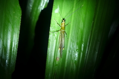 Copiocera specularis