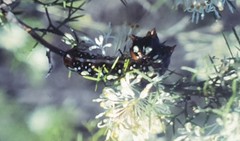 Psalidostetha banksiae