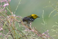 Setophaga townsendi × occidentalis