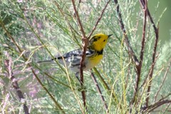 Setophaga townsendi × occidentalis
