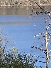 Pelecanus erythrorhynchos