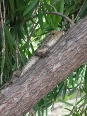 Calotes versicolor