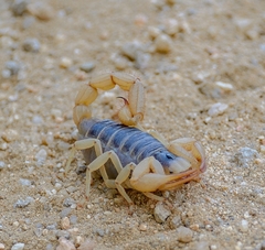 Hadrurus concolorous