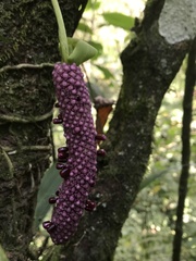 Anthurium glaucospadix