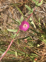 Clarkia prostrata