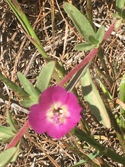 Clarkia prostrata