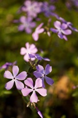Phlox divaricata divaricata