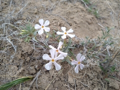 Phlox stansburyi