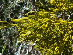 Phoradendron saltillense